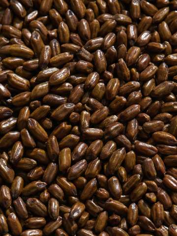 Cassia Angustifolia Seed Polysaccharide