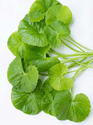 Centella Asiatica